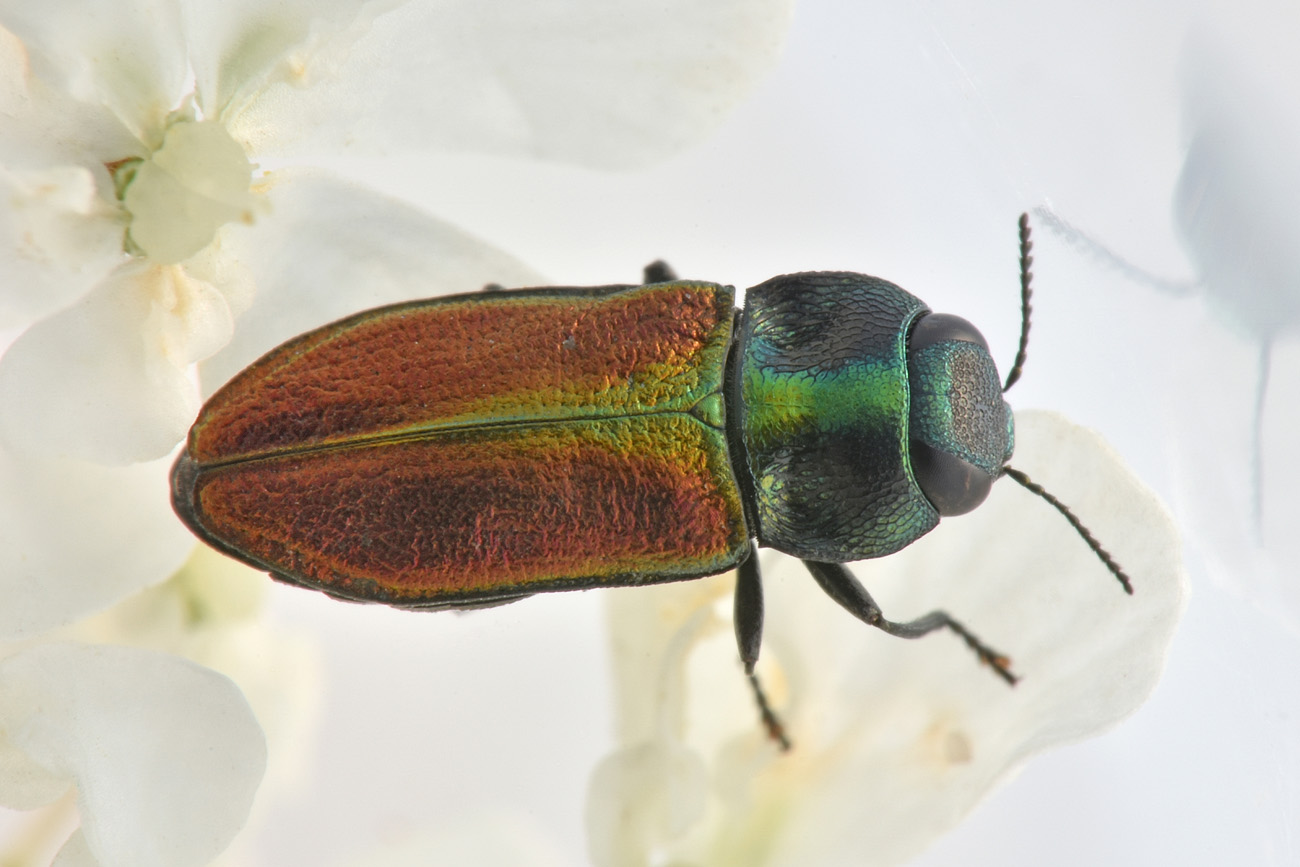 Buprestidae: Anthaxia thalassophila? S.